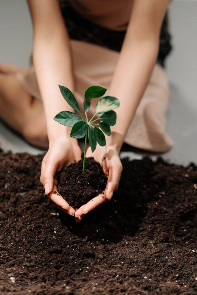 pexels-photo-7944412 A person holds a young plant in soil, symbolizing new growth and nurturing hands.